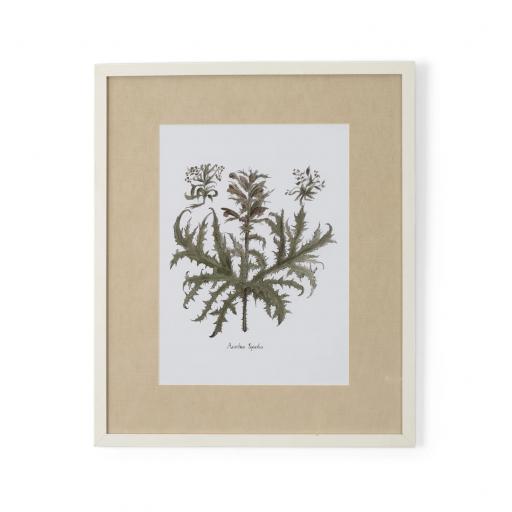 Clipsham Botanical - Acanthus Spinolus Framed Wall Art - Neptune Home Accessories